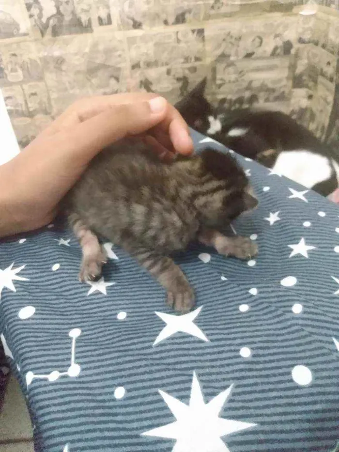 Gato ra a sem raça idade Abaixo de 2 meses nome sem nome