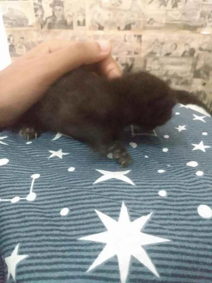 Gato ra a sem raça idade Abaixo de 2 meses nome sem nome