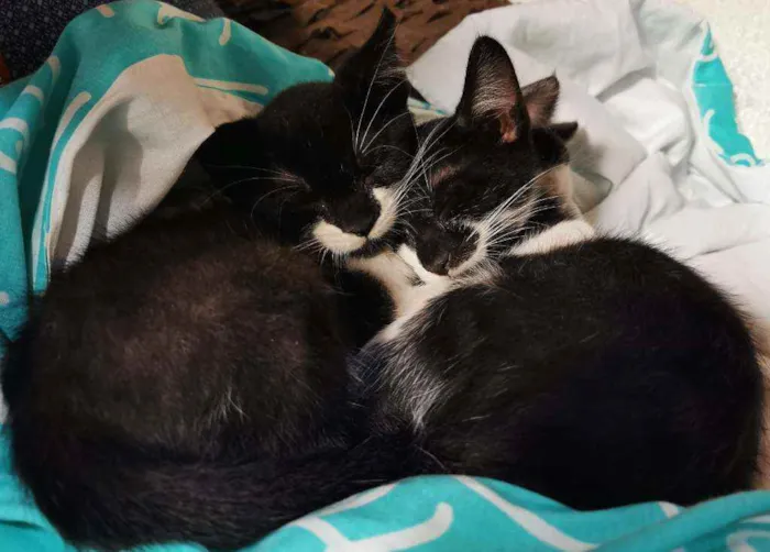 Gato raça Sem Raça Definida idade 2 a 6 meses nome Tico e Teco