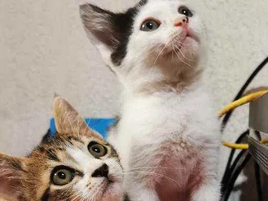 Gato raça Sem Raça Definida idade 2 a 6 meses nome Mel e Tigresa