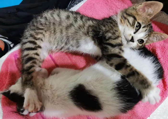 Gato raça Sem Raça Definida idade 2 a 6 meses nome Mel e Tigresa