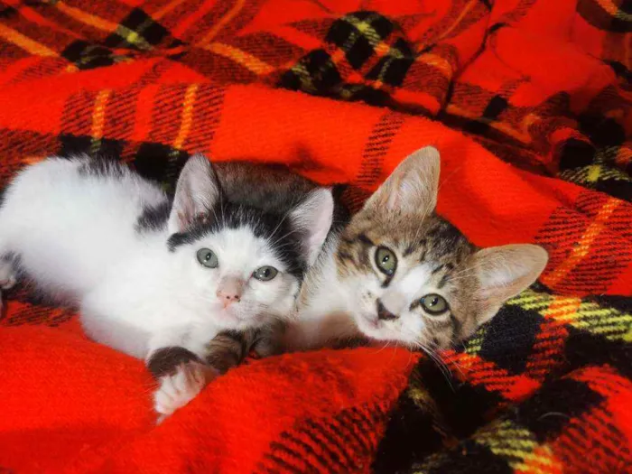 Gato raça Sem Raça Definida idade 2 a 6 meses nome Mel e Tigresa