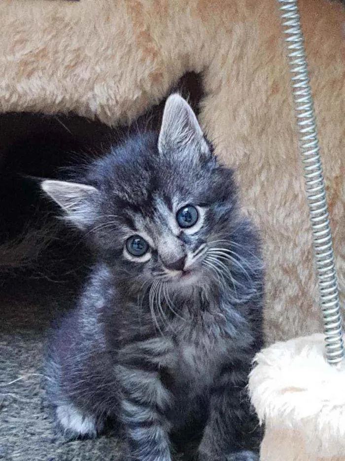 Gato ra a srd idade Abaixo de 2 meses nome Veludo