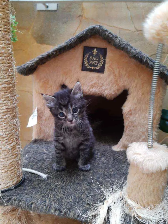 Gato ra a srd idade Abaixo de 2 meses nome Veludo