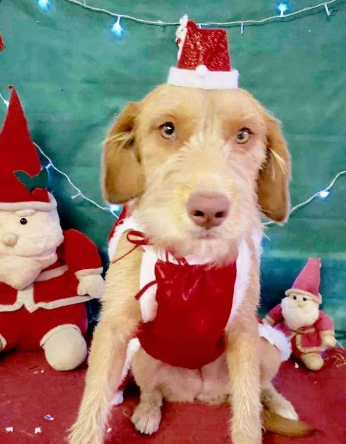 Cachorro raça  idade 1 ano nome Tiffany Filhote