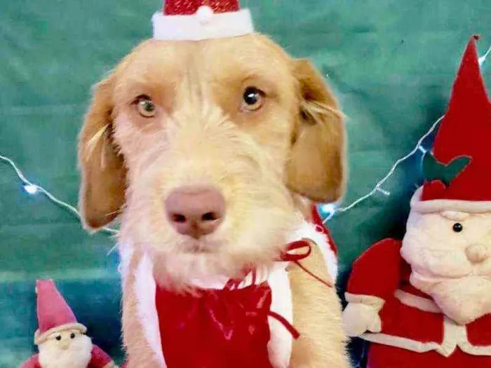 Cachorro raça  idade 1 ano nome Tiffany Filhote