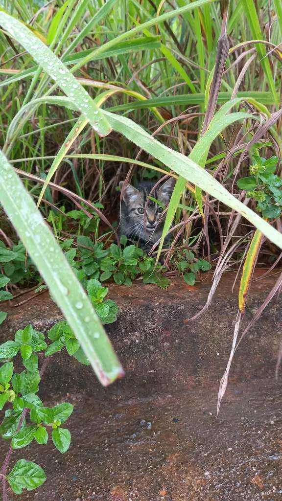 Gato ra a Não sei idade Abaixo de 2 meses nome Não tem