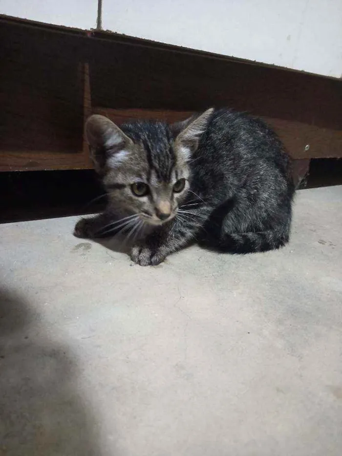 Gato ra a Não sei idade Abaixo de 2 meses nome Não tem