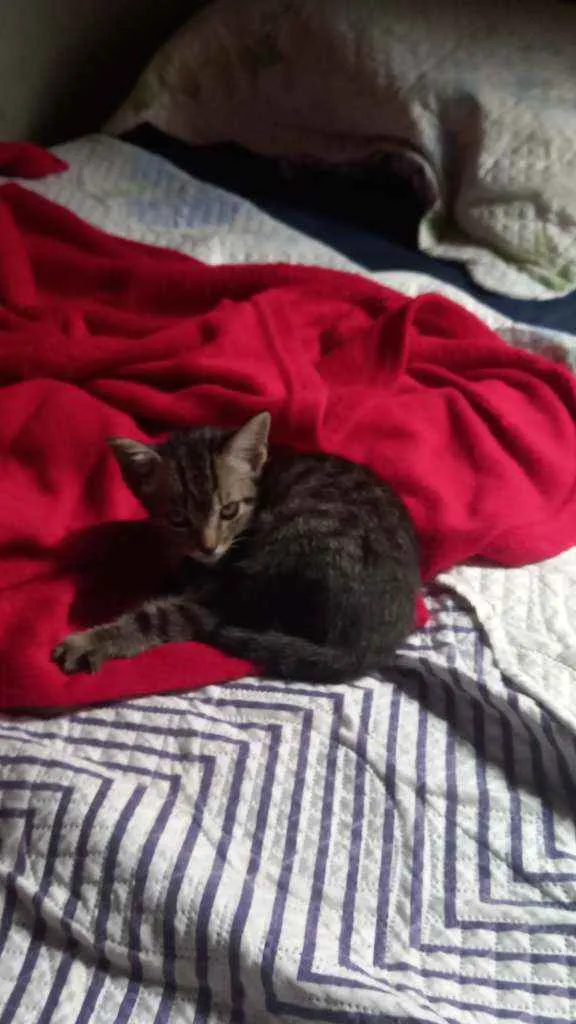 Gato ra a Não sei idade Abaixo de 2 meses nome Não tem