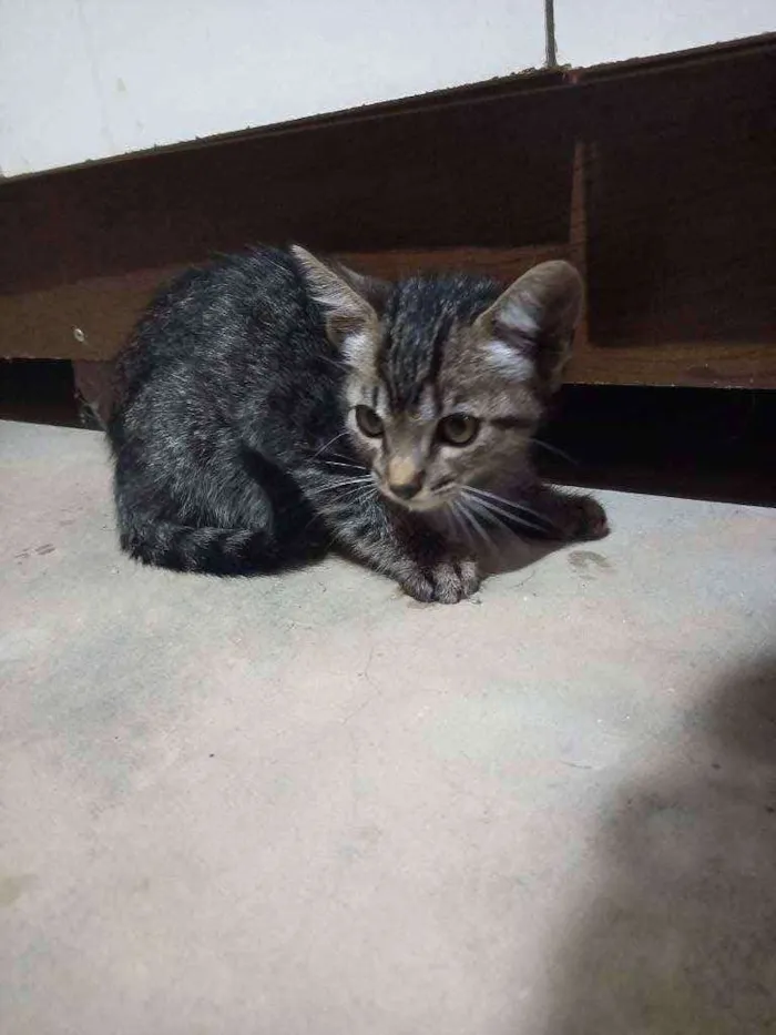 Gato ra a Não sei idade Abaixo de 2 meses nome Não tem