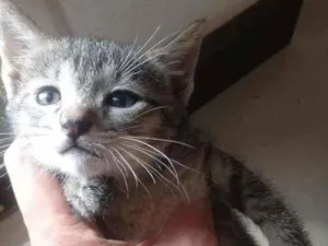 Gato raça SRD idade Abaixo de 2 meses nome Tigrinha
