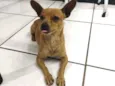 Elvis