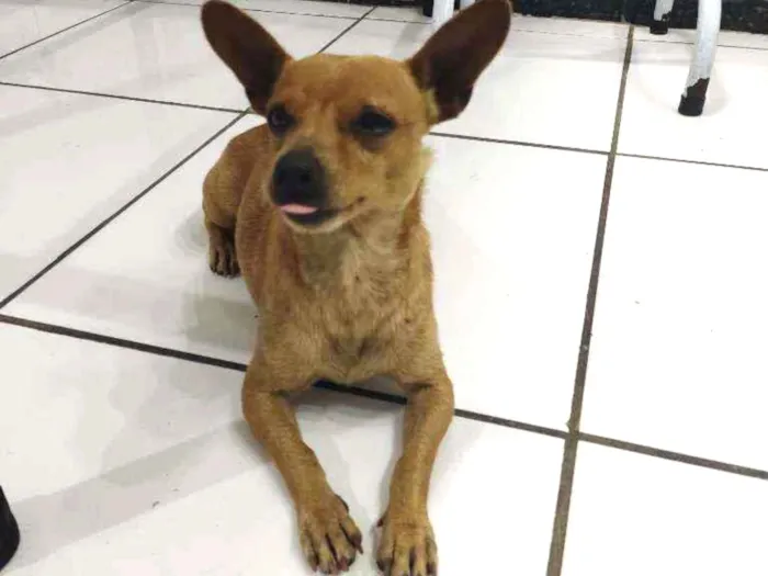 Cachorro raça Pinscher idade 1 ano nome Elvis
