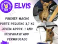 Elvis