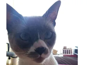 Gato raça SRD idade 1 ano nome Luke