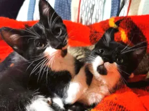 Gato raça Sem Raça Definida idade 2 a 6 meses nome Tico e Teco