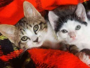 Gato raça Sem Raça Definida idade 2 a 6 meses nome Mel e Tigresa