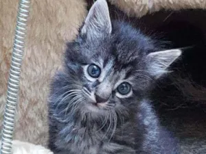Gato raça srd idade Abaixo de 2 meses nome Veludo