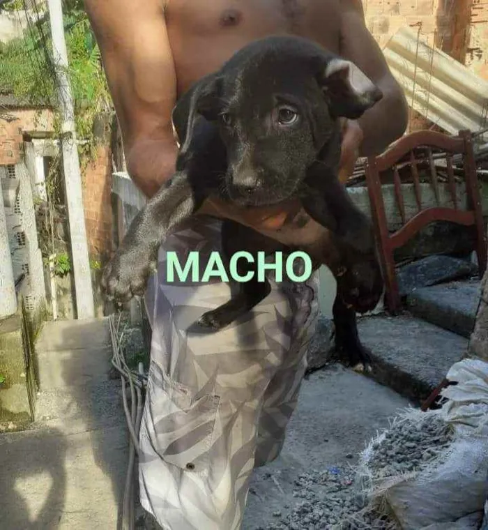 Cachorro ra a SRD idade Abaixo de 2 meses nome Boby