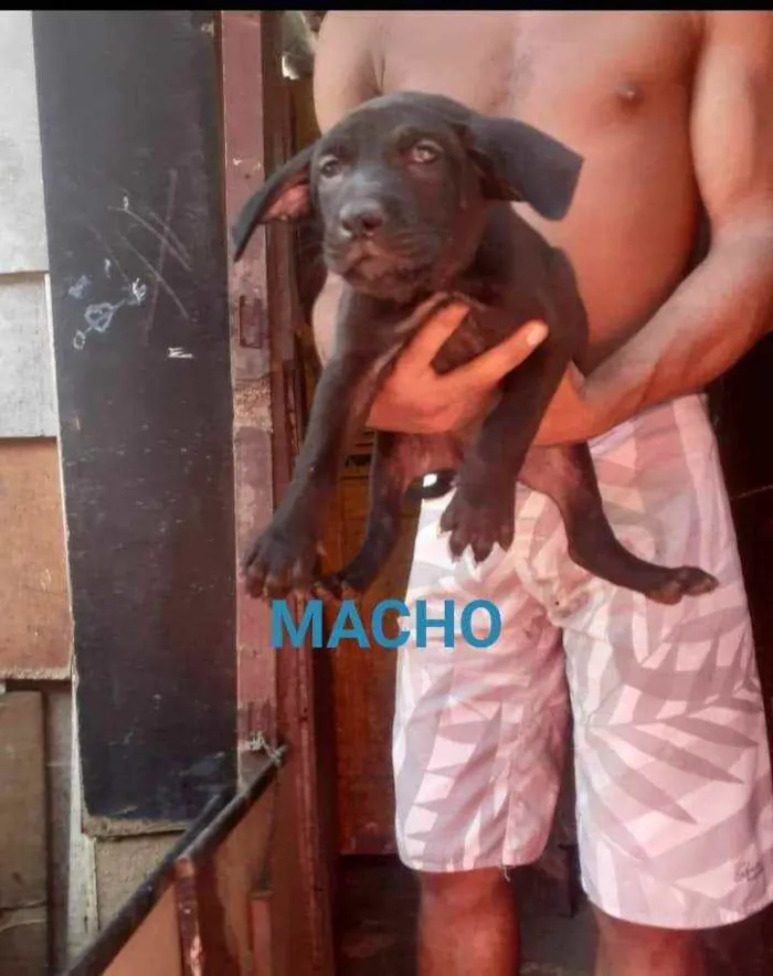 Cachorro ra a SRD idade Abaixo de 2 meses nome Toby