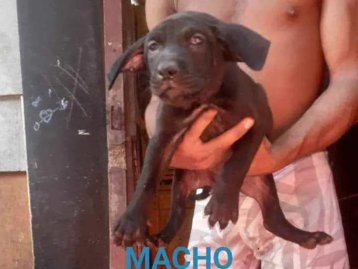 Cachorro ra a SRD idade Abaixo de 2 meses nome Toby