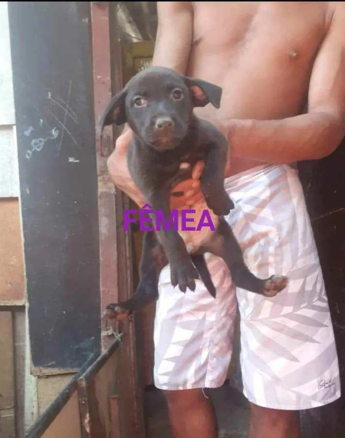 Cachorro ra a SRD idade Abaixo de 2 meses nome Lyla