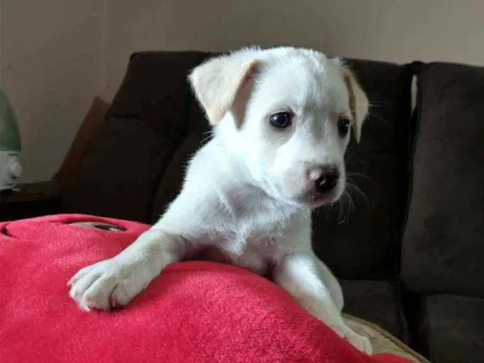 Cachorro raça Indefinida idade 2 a 6 meses nome Sem nome