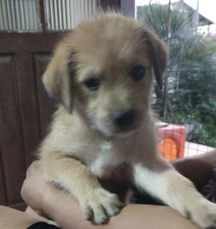 Cachorro raça Indefinida idade 2 a 6 meses nome Sem nome