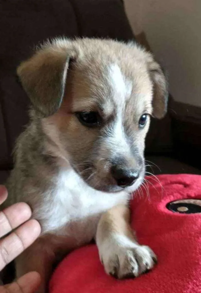 Cachorro raça Indefinida idade 2 a 6 meses nome Sem nome