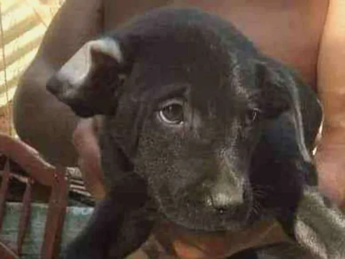 Cachorro ra a SRD idade Abaixo de 2 meses nome Boby