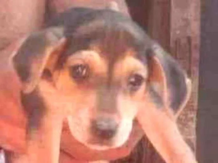 Cachorro ra a SRD idade Abaixo de 2 meses nome Bya