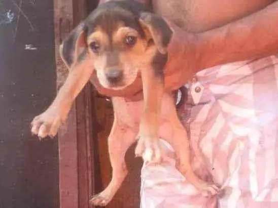 Cachorro ra a SRD idade Abaixo de 2 meses nome Bya