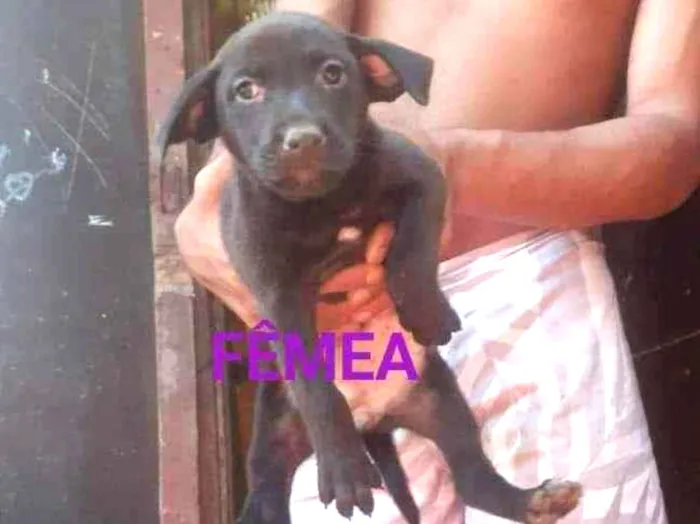Cachorro ra a SRD idade Abaixo de 2 meses nome Lyla