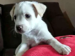 Cachorro raça Indefinida idade 2 a 6 meses nome Sem nome