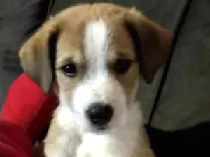 Cachorro raça Indefinida idade 2 a 6 meses nome Sem nome