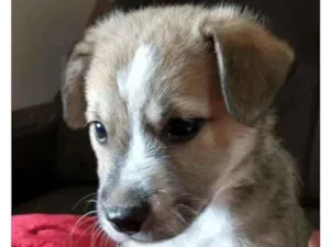 Cachorro raça Indefinida idade 2 a 6 meses nome Sem nome