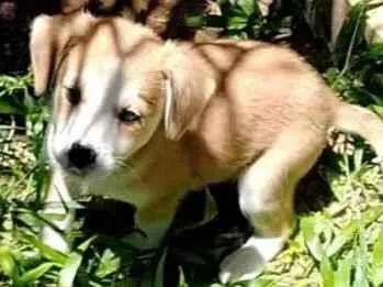 Cachorro raça Indefinida idade 2 a 6 meses nome Sem nome