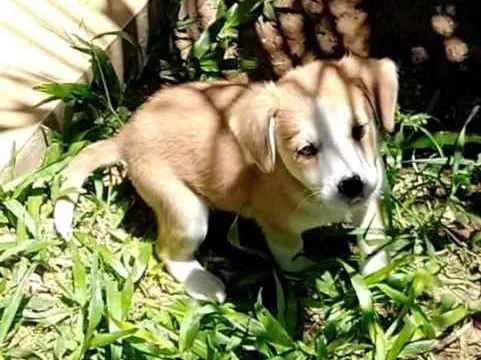 Cachorro raça Indefinida idade 2 a 6 meses nome Sem nome