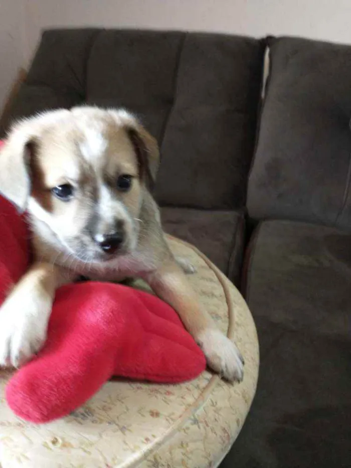Cachorro raça Indefinida idade 2 a 6 meses nome Sem nome