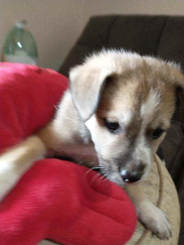 Cachorro raça Indefinida idade 2 a 6 meses nome Sem nome