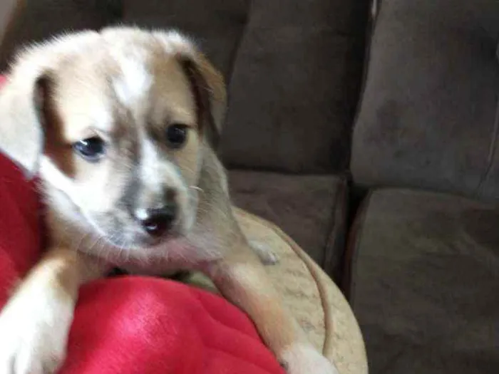 Cachorro raça Indefinida idade 2 a 6 meses nome Sem nome