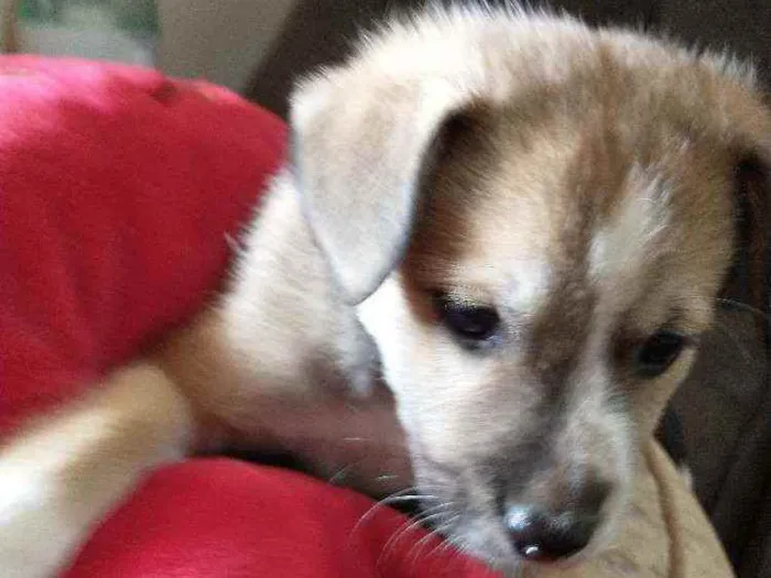Cachorro raça Indefinida idade 2 a 6 meses nome Sem nome