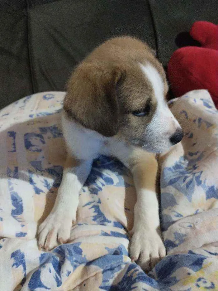 Cachorro raça Indefinida idade 2 a 6 meses nome Sem nome