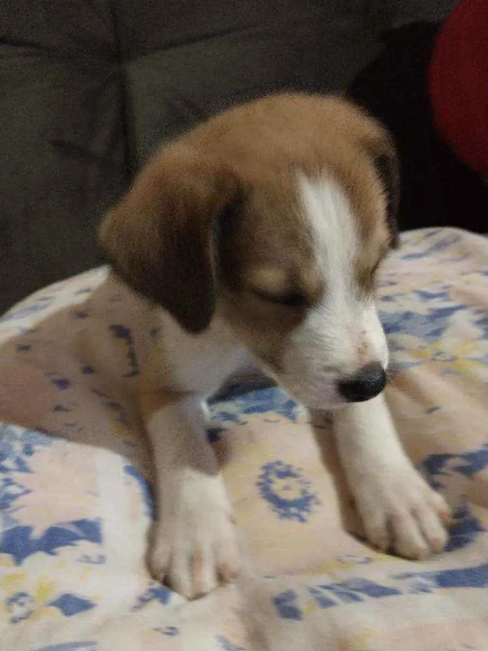 Cachorro raça Indefinida idade 2 a 6 meses nome Sem nome