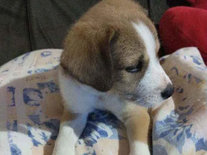 Cachorro raça Indefinida idade 2 a 6 meses nome Sem nome