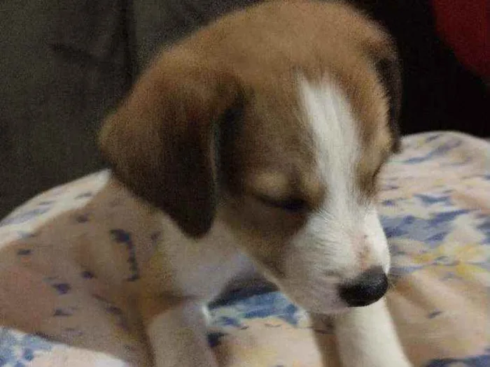 Cachorro raça Indefinida idade 2 a 6 meses nome Sem nome