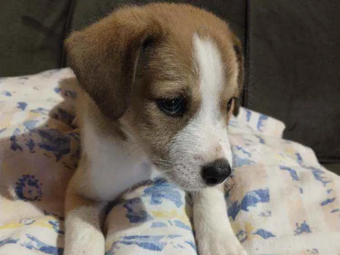 Cachorro raça Indefinida idade 2 a 6 meses nome Sem nome