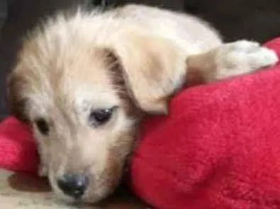 Cachorro raça Indefinida idade 2 a 6 meses nome Sem nome