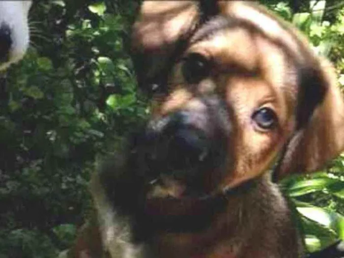 Cachorro raça Indefinida idade 2 a 6 meses nome Sem nome