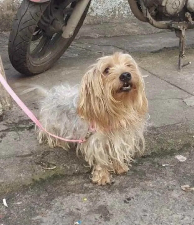 Cachorro ra a Mix york idade 3 anos nome Theo 